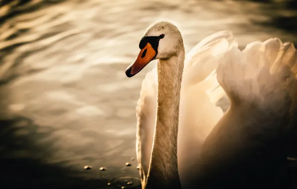 Picture nature, bird, Swan