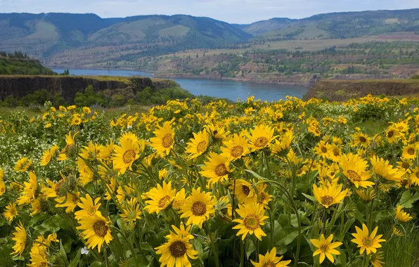 Picture flowers, mountains, nature, river