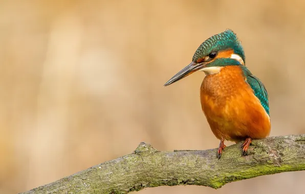 Branches, bird, Kingfisher