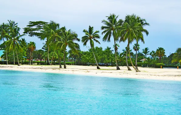 Picture exotic, beach, palm trees, Bahamas