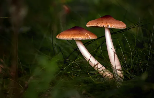 Grass, nature, mushrooms, mushroom, a couple
