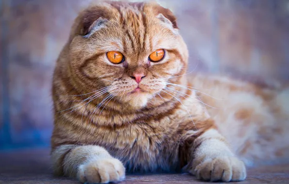 Cat, cat, look, face, background, portrait, fold, red
