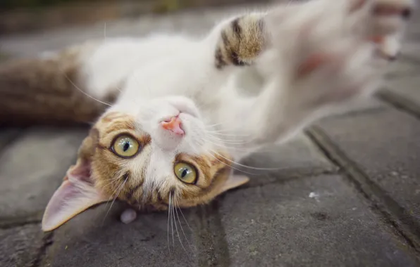 Picture cat, look, face, paws