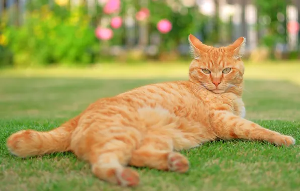 Greens, cat, summer, grass, cat, look, pose, lawn