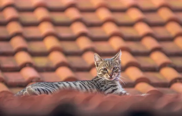 Roof, look, cat
