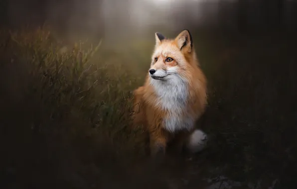 Background, portrait, Fox, red