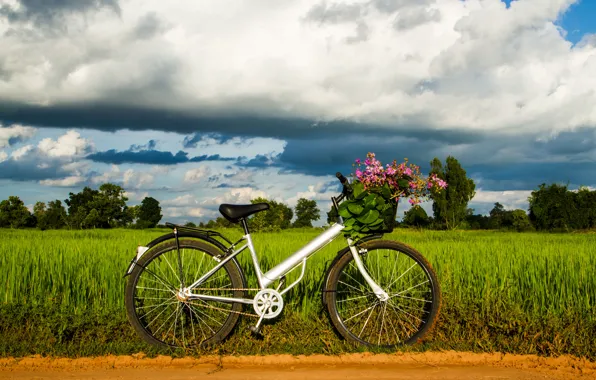 Greens, the sky, grass, leaves, trees, bike, background, widescreen