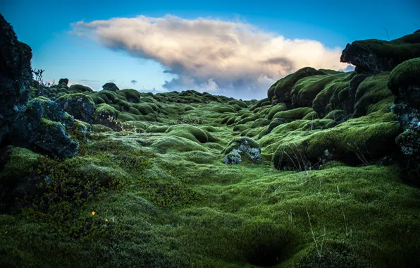 Picture hills, moss, green, Ireland, photo, photographer, Andrés Nieto Porras, rastenie