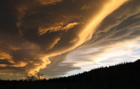 Picture forest, the sky, clouds, sunset, nature