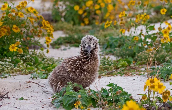 Bird, Chicks, albatrosses