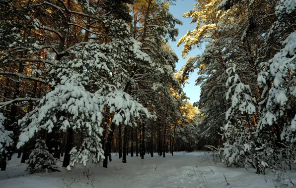 Winter, forest, snow, landscape