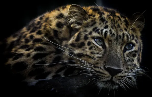 Face, leopard, coloring