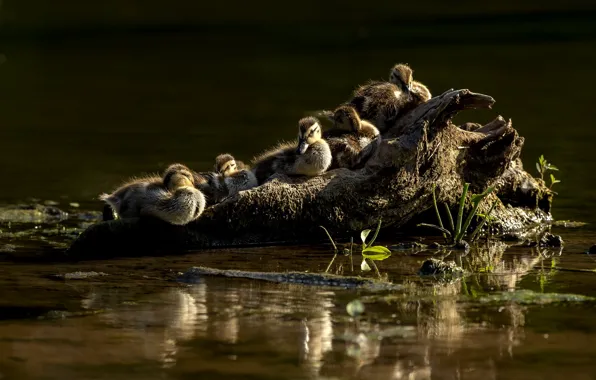 Water, light, birds, nature, reflection, shore, duck, snag