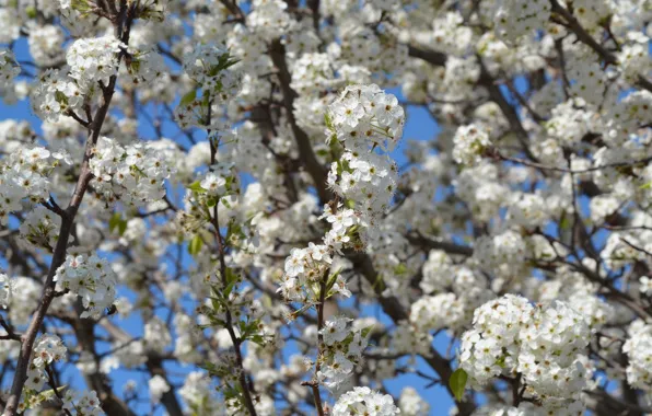 Flowers, branches, cherry, spring, flowering
