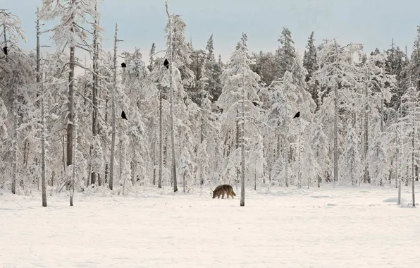 Winter, forest, wolf, Raven, Finland
