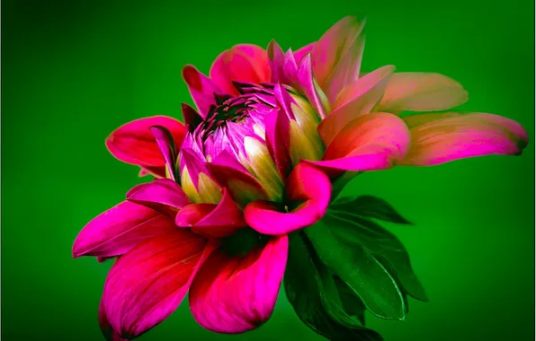 Picture flower, petals, Dahlia, dahlia