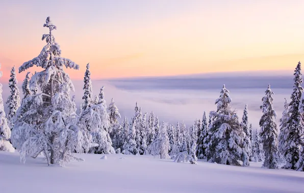 Winter, the sky, the sun, clouds, snow, trees, landscape, sunset
