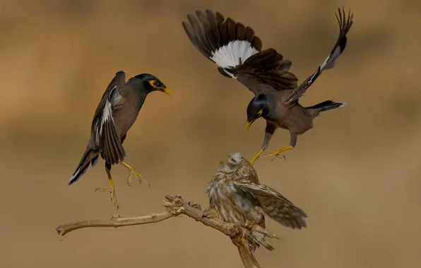 Picture flight, birds, attack, branch, fight, bokeh, David Manusevich, The battle