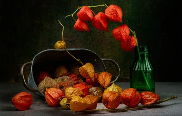 Bottle, still life, physalis, Taz, ornamental plant