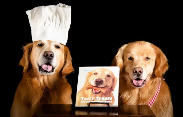 Picture language, dogs, face, table, two, dog, pair, cook