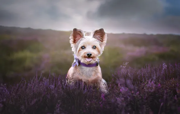 Field, language, the sky, look, flowers, clouds, nature, dog