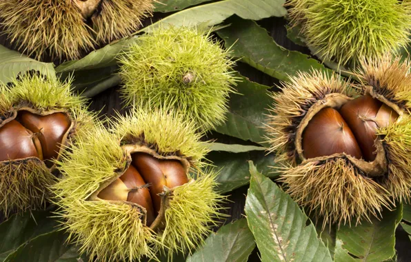 Picture autumn, macro, fruit, chestnuts