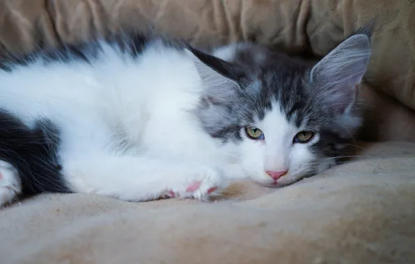 Cat, look, kitty, cute, lies, kitty, grey with white