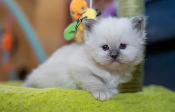 Cat, white, look, kitty, toy, portrait, baby, cute