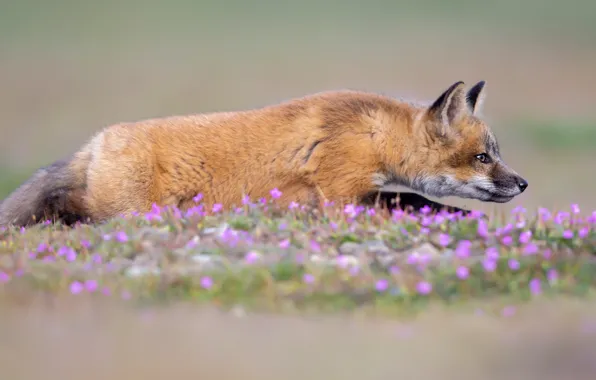 Face, flowers, pose, background, glade, Fox, profile, red
