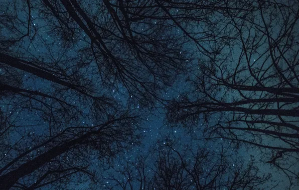 Picture forest, the sky, stars, trees, night, nature