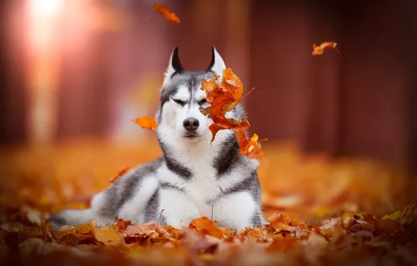 Autumn, leaves, dog, bokeh, Siberian Husky