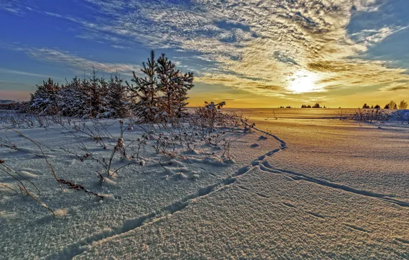 Forest, snow, trees, the snow