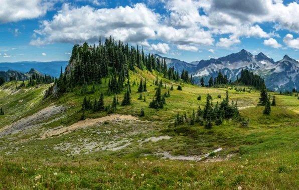 Picture Nature, Clouds, Mountains, Grass, Spruce, USA, Landscape