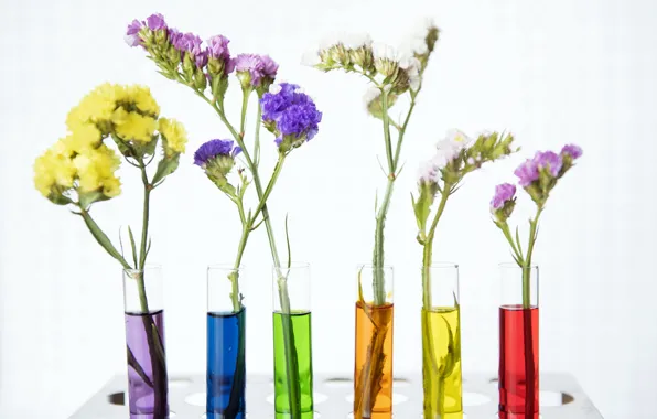 Flowers, vases, decoration