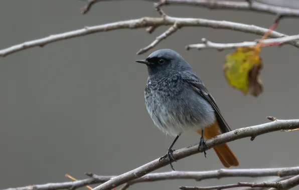 Branches, bird, black Redstart