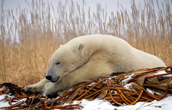 White, nature, bear