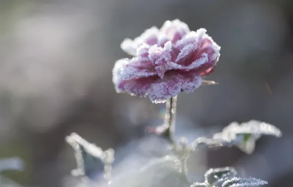 Picture frost, flower, snow, rose, petals