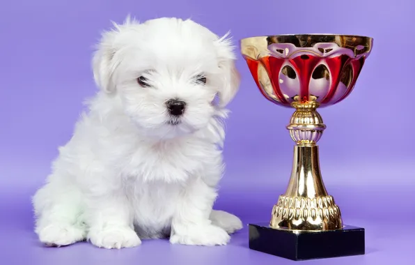 White, baby, puppy, Cup