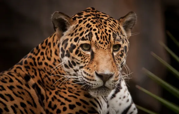 Picture face, predator, Jaguar