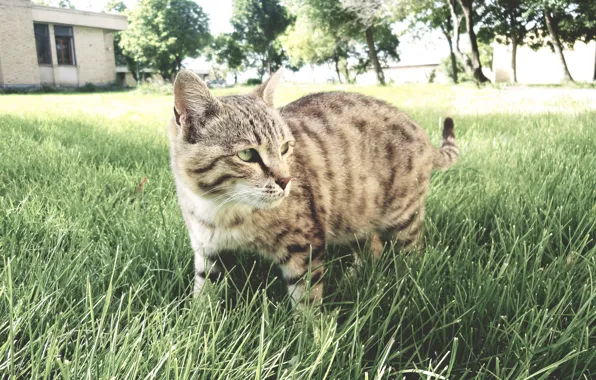 Picture cat, Iran, ardabil