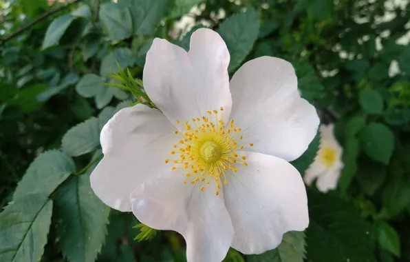 Flower, Briar, Dog rose