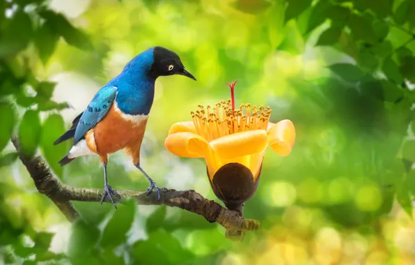 Picture flower, nature, tree, bird, foliage, branch, Taiwan, bokeh