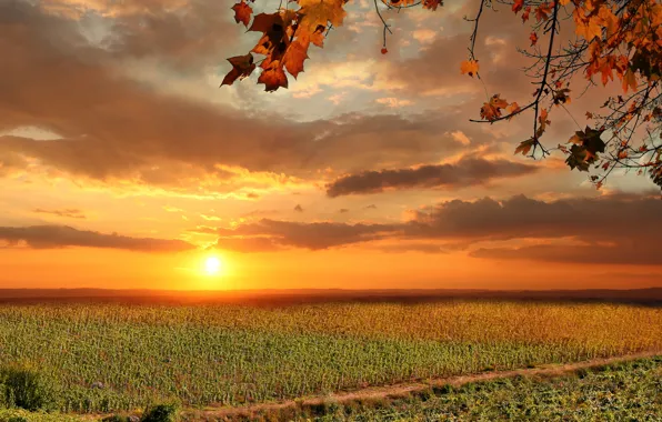 Picture field, autumn, the sky, leaves, the sun, clouds, sunset, branches