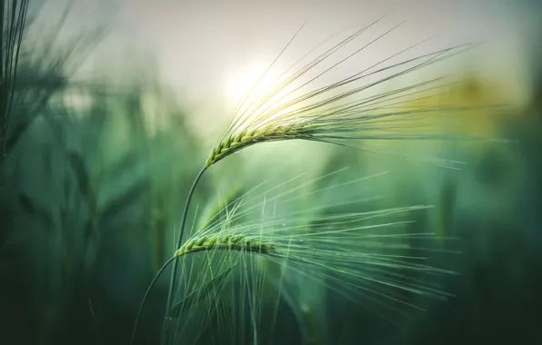 Field, the sun, macro, light, nature, rye, ears, bokeh