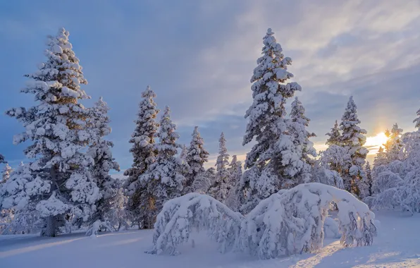Winter, forest, snow, trees, ate, Finland, Finland, Lapland