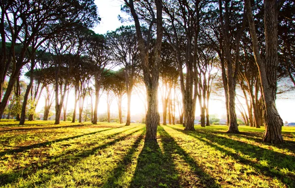 FOREST, The SUN, LIGHT, TREES, RAYS, DAWN, TRUNKS, MORNING