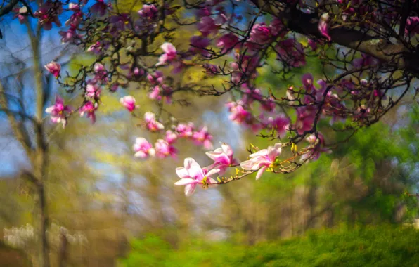 Picture greens, trees, flowers, branches, blur, spring, garden, flowering