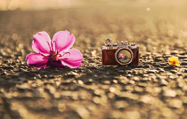 Picture flower, asphalt, macro, reflection, background, pink, earth, widescreen