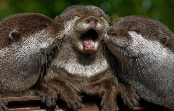 Picture animal, fun, playing, wildlife, otters