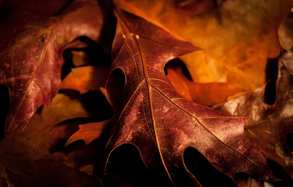 Autumn, leaves, nature, sheet, foliage, leaf, brown, oak